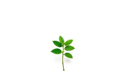 Single vibrant green plant, isolated on pure white backdrop, green, plant