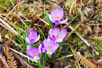 Krokusse