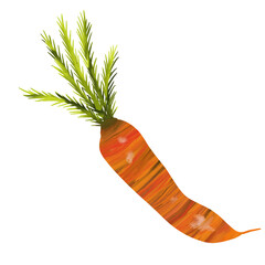 Carrot on isolated white background. Digital art, oil imitation. Autumn harvest, healthy food.