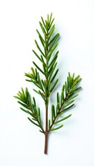 A solitary pine branch extends upwards towards the light on a bright white canvas, branch isolated on white background, nature, single branch