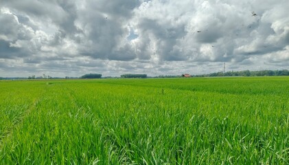 green field and cloudy sky