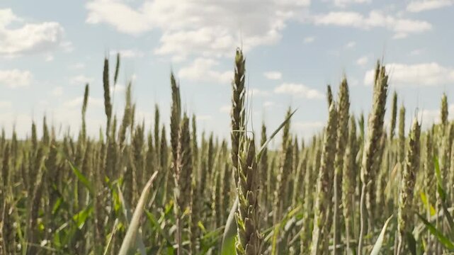 agricultural risk management, wheat mechanical harvesting, agricultural sustainability goals, agricultural trade relations, wheat by-product utilization, wheat farming best practices, agricultural