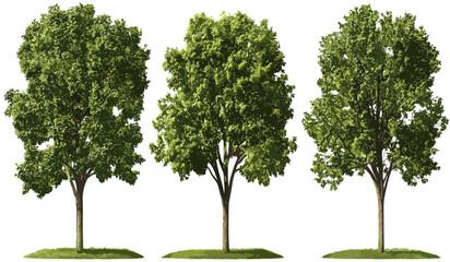 Fototapeta premium Vector Hardwood trees set, transparent PNG, forest illustration, nature background, plant growth, tree graphics, eco-friendly design, green trees, nature artwork, wood texture