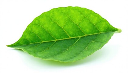 Obraz premium Large, leathery leaf with prominent midrib on isolated white background, white, isolated