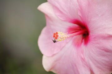 bee on pink flower
