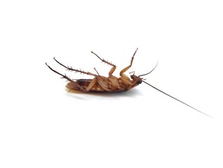 cockroach upside down isolated on white background 