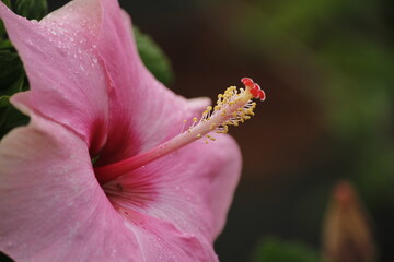 pink flower in a garden