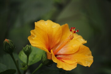 orange flower