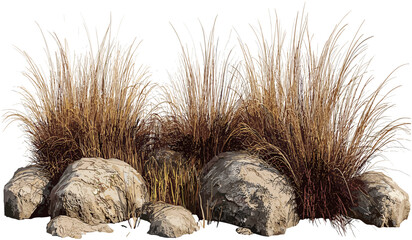 Savanna grass meadow, dry grass, rocks, transparent background, shrubs, isolated, nature landscape, wild terrain, open field, barren land, wilderness, environment, plants, desert © aura studio