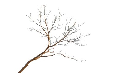 Single deciduous tree, stark branches against pure white backdrop, design element, graphic