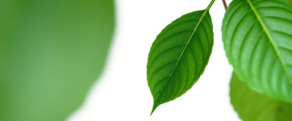 Fototapeta premium Single leaf, isolated on pure white background, object, white background