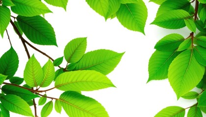 Naklejka premium Vibrant green leaves, intricate details, crisp white backdrop, graphic, nature