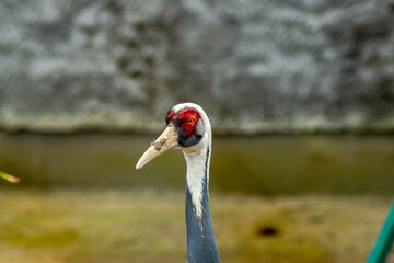 Obraz premium Close-up of a white-naped crane with red facial markings, holding a dirt-covered beak in a zoo habitat