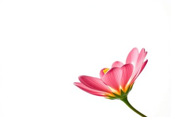 Obraz premium A single vibrant bloom, petals unfurled, set against a pure white backdrop, decoration, colorful flower