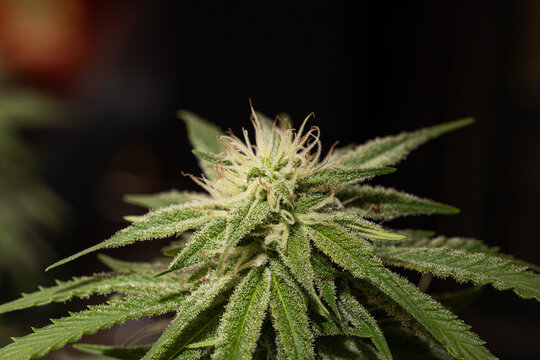 Close-Up Macro Shot of Cannabis Flower with Trichomes &ndash; High-Quality Marijuana Photography for Dispensary, Cultivation, and Stock Use