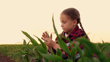 agriculture, child kid daughter farmer girl touches green corn leaves sunset, little child touches...