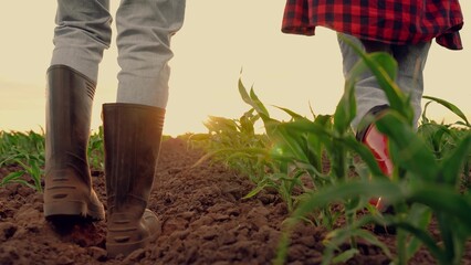 farmer rubber boots walks raising dust field sunset, child farmer working field summer, corn...