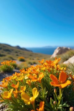 High-angle shot of Penca o tunera canaria plant against a blue sky, tunera, islandia, nature