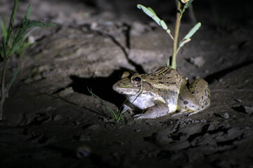 Indian frog in water beside a pond ditty area