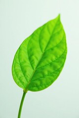Obraz premium Macro shot of single leaf against white background, green, simple, plant