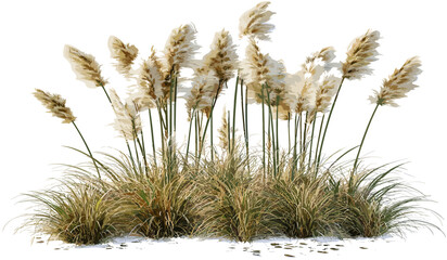 Long feather flora elements grass fields vector cut out transparent background, PNG file, nature design, plant decoration, eco-friendly, fresh spring look, wild flora, foliage art