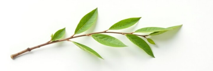 Obraz premium Single isolated branch on white background with subtle texture, white background, natural
