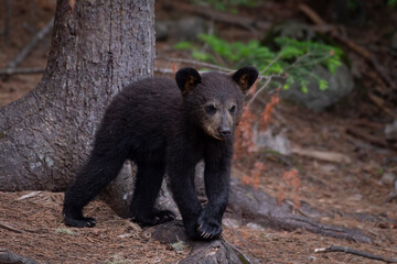 Ours et oursons noirs