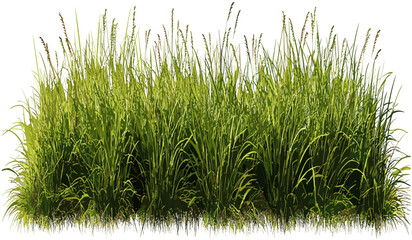 Meadow grass row, prairie transparent background, PNG file, vector, summer landscape, field, nature, wild grass, natural background, spring, outdoor, fresh air, ecology