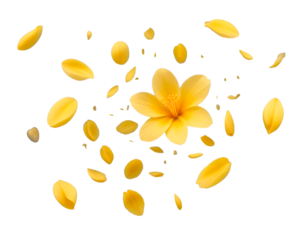 yellow flying petals on transparent background png