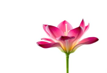 Fototapeta premium Single vibrant bloom, petals unfurled against pure white, colorful flower, perfect flower