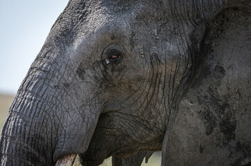 Fototapeta premium éléphant dans la réserve du Serengeti en Tanzanie