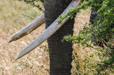 éléphant dans la réserve du Serengeti en Tanzanie