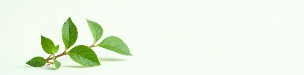 Fototapeta premium Small green plant with delicate leaves on a white background, closeup, herb, botanical