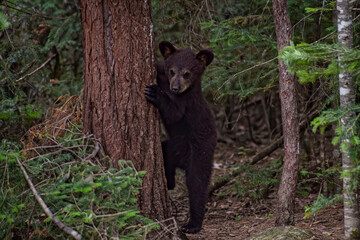 Ours et oursons noirs