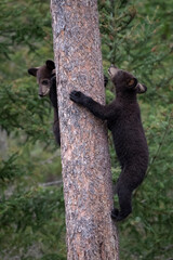 Ours et oursons noirs