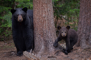 Obraz premium Ours et oursons noirs