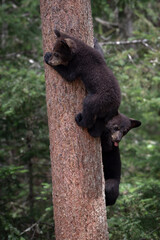 Ours et oursons noirs