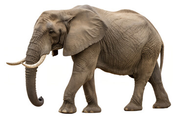 Obraz premium African elephant isolated on transparent background