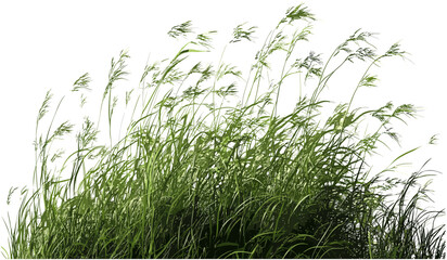 Meadow nature vector illustration, transparent background, blowing in the wind, cut-out, png file, wildflowers, natural landscape, field, spring, fresh air, grassy field