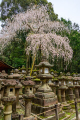 Nara, Japan - April 5, 2024: Stone lanterns, weathered by time, stand under a weeping cherry tree in full bloom at Kasugataisha Shrine in Nara, Japan. 