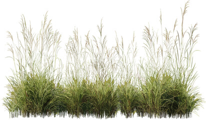 Fototapeta premium Tall meadow grass vector, nature cut out, transparent backgrounds, wild grassland, green foliage, botanical element, natural landscape, fresh field, isolated plant, editable illustration