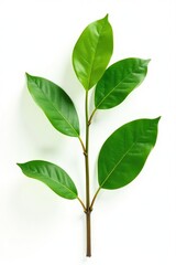 Obraz premium Large isolated branch against a plain white background, large, organic