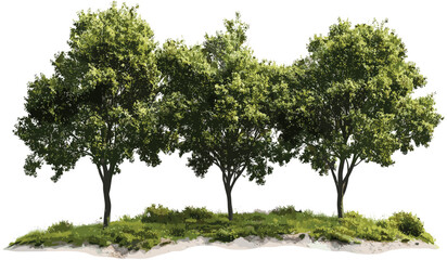 Fototapeta premium Nature trees vector, transparent cut-out shapes, environmental design, forest tree silhouette, nature illustration, natural backgrounds, tree shape icon, outdoor design