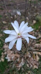 Fototapeta premium Fleur de magnolia étoilé, Hombourg-Haut, France