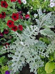 silver Cineraria and red flowering Petunia Tidal Wave Red Velour. Floral background