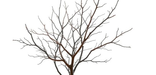 Fototapeta premium Bare, intertwined branches isolated against a pure white backdrop, wood, stark
