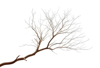 Fototapeta premium Bare, intricately branched tree limbs isolated against a pure white backdrop, simple, delicate