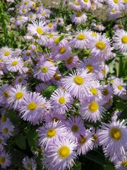 Blooming Erigeron.a delicate purple flower with a yellow center,  daisy shaped flower in a summer garden. Floral background