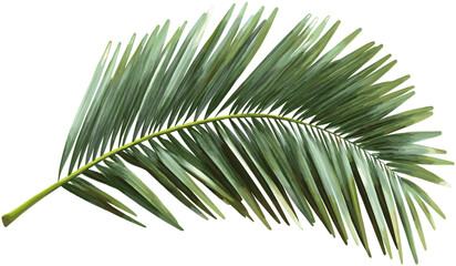 Obraz premium Vector Palm leaves, branch, cut out, backgrounds, PNG, tropical, green palm, nature, isolated leaves, palm branch, nature design, botanical, transparent background