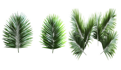 Vector palm leaves, evergreen summer, realistic palm tree foliage, transparent backgrounds, PNG, tropical leaves, green foliage, palm branches, summer plant, natural decor